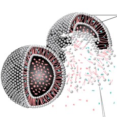 Technológia nanokapsúl - systém prenikania do kože